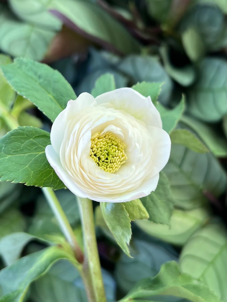 ホワイトアフロディーテ　小輪　クリスマスローズ ○8時だよ） 公認）ホワイトアフロディーテ （小輪血統）【ka323