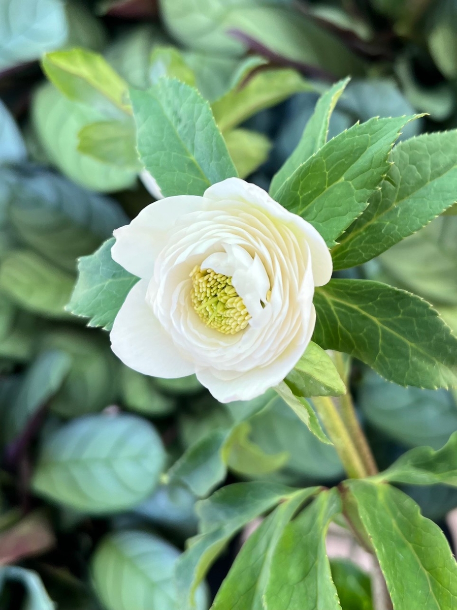 超多弁 ホワイト Toyota Land cruiser ZX Gasoline 8 Seats - Genuine