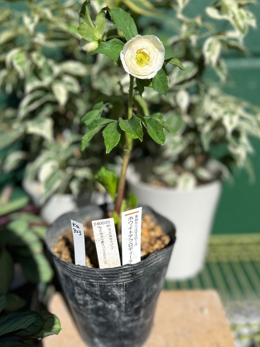 ○8時だよ） 公認）ホワイトアフロディーテ （小輪血統）【ka323