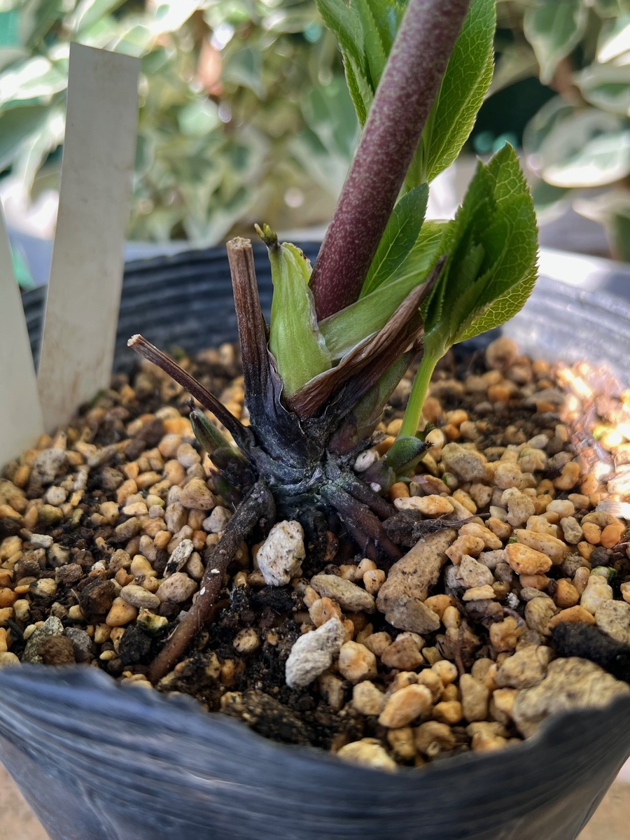 ○8時だよ） 公認）ホワイトアフロディーテ （小輪血統）【ka323