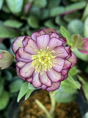 クリスマスローズ　ddパープル系小輪整形花　加藤農園 クリスマスローズ ddパープル系小輪整形花 加藤農園 加藤農園 レア交配