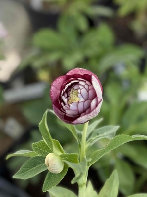 ●８時だよ）野田の覚醒　リバーシブルdd多弁系ダークレッド【No41】