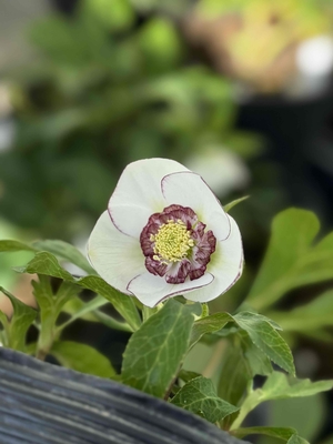 野田の力　ホワイトピコティダークネクタリー【No46】