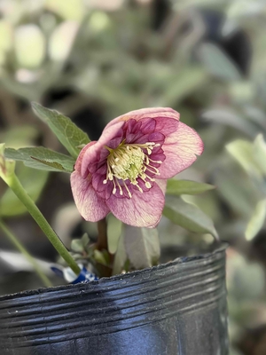 ●８時だよ）野田の心　アンティークピンクグラデーションベインsd【No49】