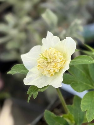 ●８時だよ）野田の家宝　ゴールド系ホワイト筒ネクsd【No51】