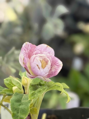 ●８時だよ）ホワイトオーレアddピンクグラデーションエッジヌケ【Hi75】