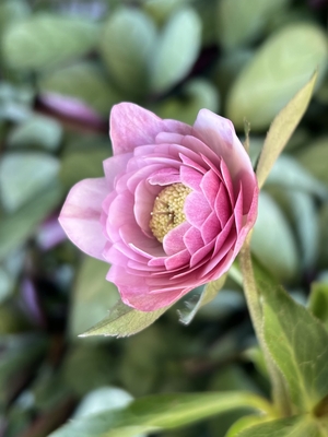 ●８時だよ）ペールピンク多弁系dd【ka401】