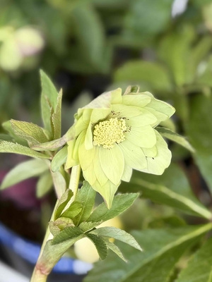 ライムグリーンdd【kg31】