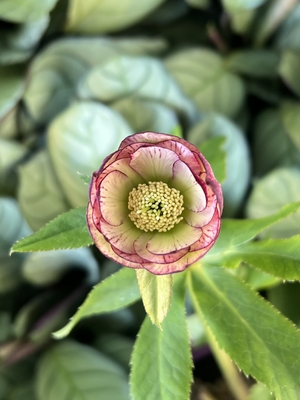 加藤農園さんのクリスマスローズ | グリーンホビー