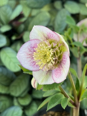 ●８時だよ）　公認）プリマヴェーラsd【ka497】