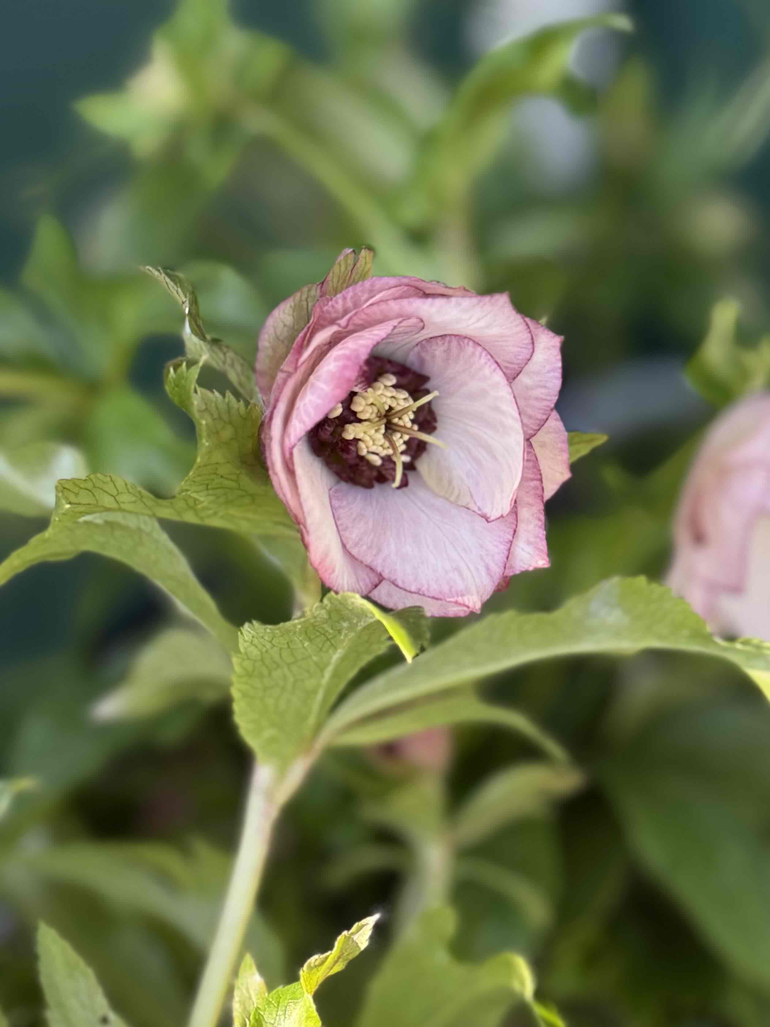 ○8時だよ）シャルウィダンス ピンク【Wa39】 | グリーンホビー