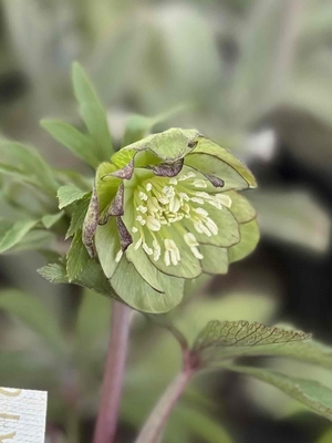 大木ナーサリーさんのクリスマスローズ | グリーンホビー