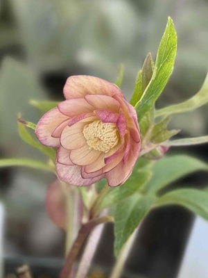 大木ナーサリーさんのクリスマスローズ | グリーンホビー