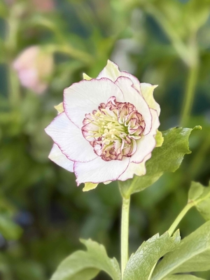 ○8時だよ） 公認）ホワイトアフロディーテ （小輪血統）【ka323