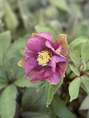 大木ナーサリーさんのクリスマスローズ | グリーンホビー