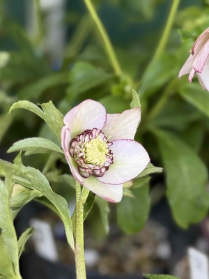 ○8時だよ） 公認）ホワイトアフロディーテ （小輪血統）【ka323