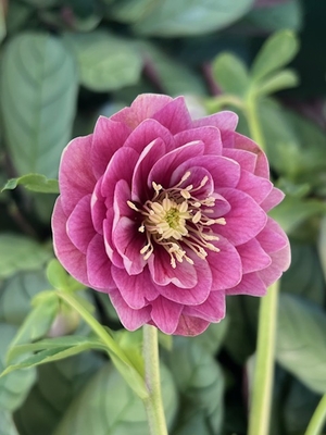 クリスマスローズ　多弁アンティークパープル　加藤農園 一点物】加藤農園 多弁クリスマスローズ アフロディーテ 4.5号（KT9