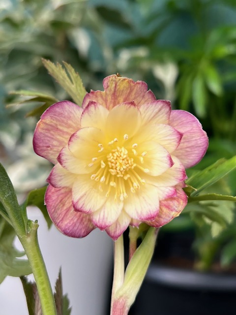 蜃気楼dd【Og27】 | グリーンホビー