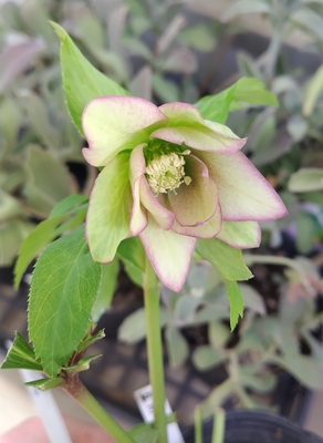 花郷園さんのクリスマスローズ | グリーンホビー