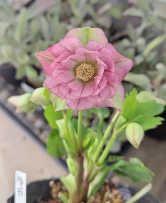 クリスマスローズ ピンクイエローグラデーション 花郷園さんのクリスマスローズ | グリーンホビー