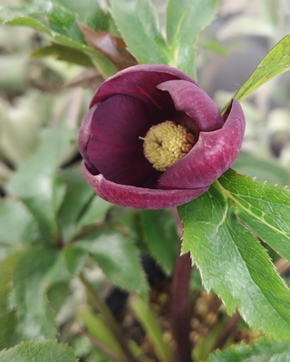 若レッドss【Wa41】　