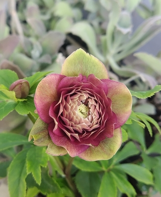 野田の覚醒　グリーンリバーシブル超多弁アンティークレッド【No56】