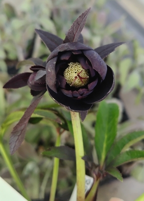 野田の覚醒　苞葉まで楽しめるシルバーダークブラウンdd丸カップ【No59】