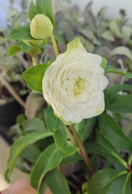 野田の覚醒　超絶多弁dd平咲き（段咲き）【No60】