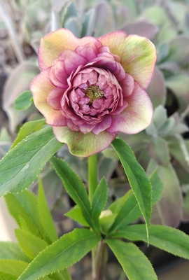 野田の覚醒　アンティークピンクグラデーションdd多弁リバーシブル【No61】