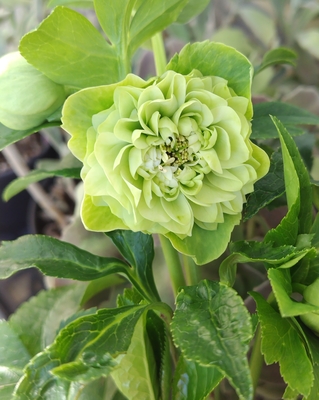 野田の覚醒　ライムグリーンR弁ddロゼット系超絶多弁【No62】