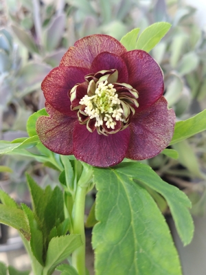 野田の覚醒　リバーシブル多弁系sdアンティークレッド【No63】