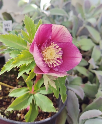 ピンクグラデーションオーレアsd【Hi81】