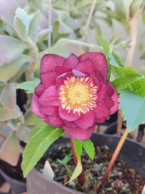 広瀬園芸さんのクリスマスローズ | グリーンホビー