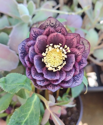 ダーク激ブロッチdd多弁系【Hi86】