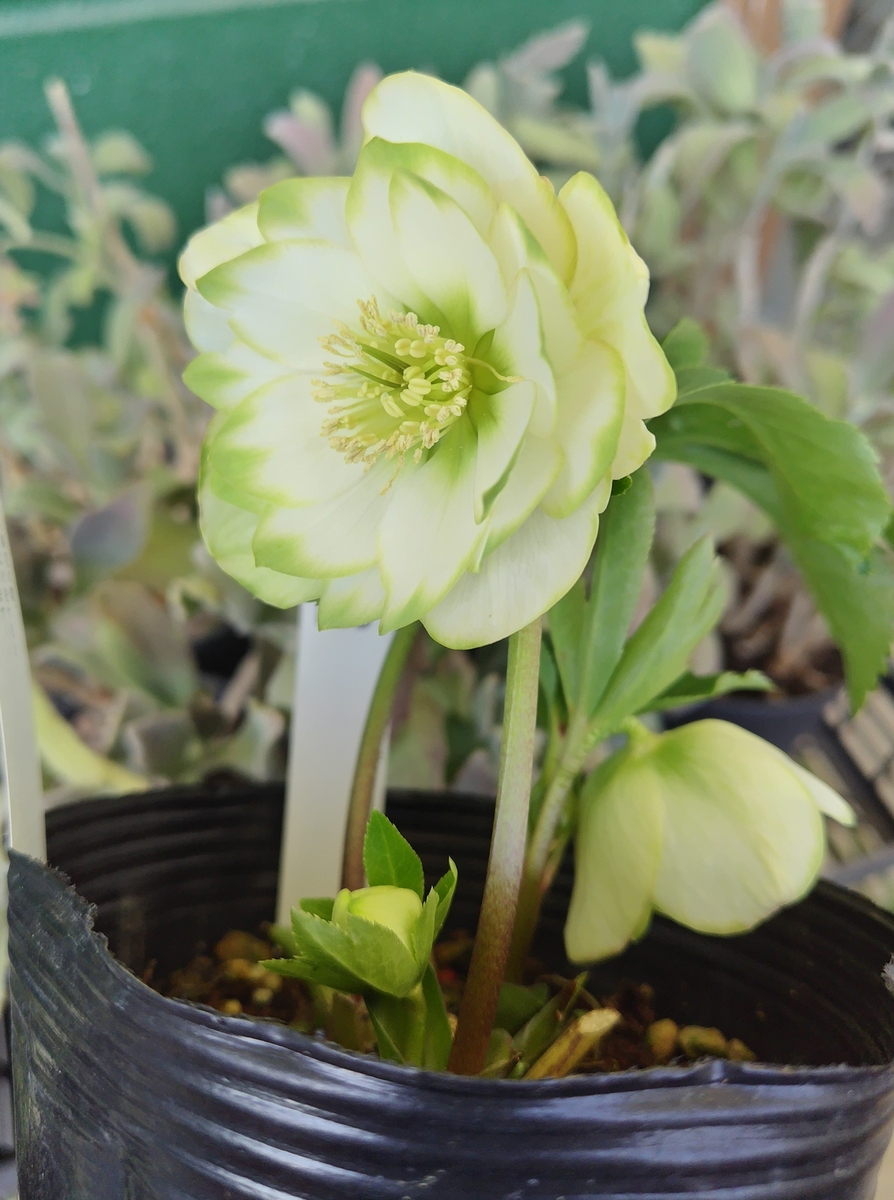 公認）利休【So168】 | グリーンホビー