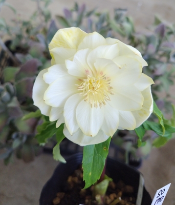 公認）プラチナリップ【So170】