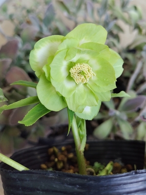 公認）鶯利休【So171】