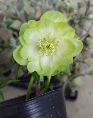 公認）鶯利休【So175】