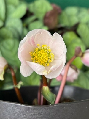 ピンクニゲル【Hi88】特A