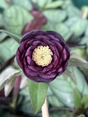 小輪多弁系ダークddダークベイン【Hi91】