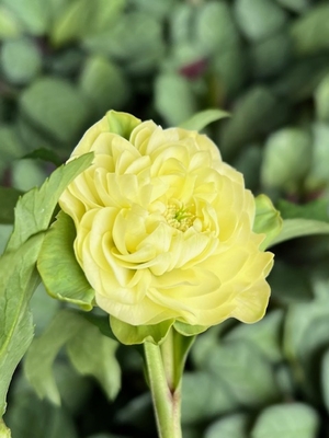 野田の覚醒　イエロー超絶多弁ddロゼット系平咲き（段咲き）【No64】