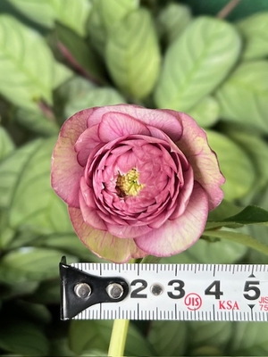 野田園芸さんのクリスマスローズ | グリーンホビー