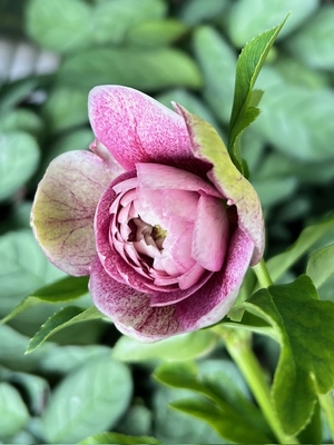 野田園芸さんのクリスマスローズ | グリーンホビー