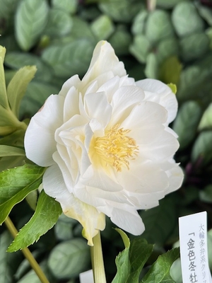 進撃の巨輪　金色冬牡丹【So179】typeホワイトゴールド　直径8㎝程