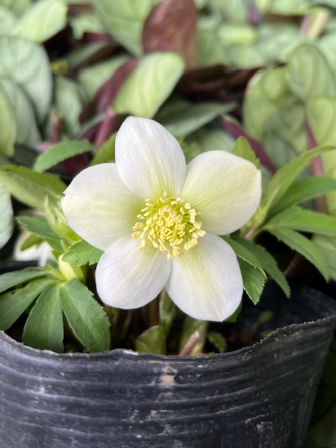 New 姫小町【So182】小輪多花の新品種 | グリーンホビー