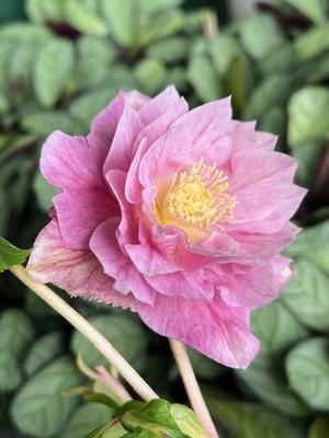 進撃の巨輪　金色冬牡丹【So183】typeパステルピンクグラデーションゴールド　直径8㎝程