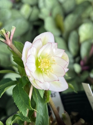 New　姫小町【So185】小輪多花の新品種