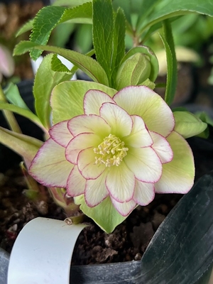 New　姫小町【So187】小輪多花の新品種