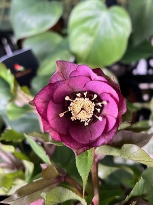 赤シャル（シャルウィーダンスレッド）５寸大株【Wa53】　