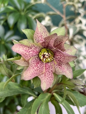 花郷園さんのクリスマスローズ | グリーンホビー